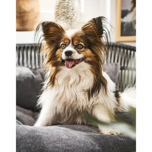 Cama Para Mascotas De Interior/Exterior Prado