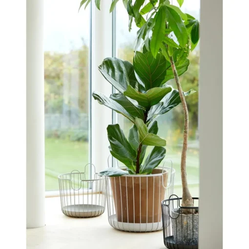 Cesta Ina